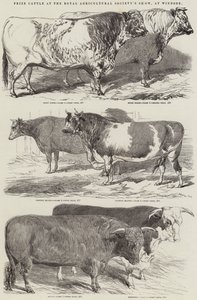 Præmiekvæg ved Royal Agricultural Society